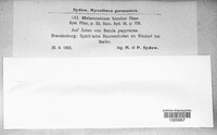 Melanconium bicolor image